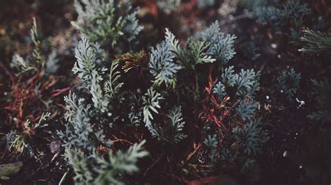 Download wallpaper 2560x1440 plant, leaf, close-up widescreen 16:9 hd ...