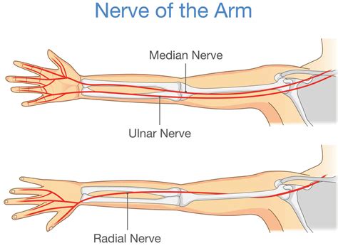 Ulnar nerve anatomy, innervation, injury, damage, palsy & entrapment