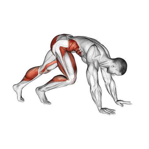 How Muscles Grow Animation 的图像结果