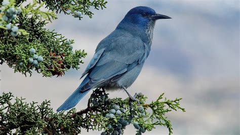 In New Mexico, Unraveling the Plight of the Pinyon Jay