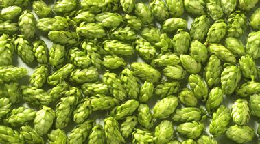 Get High Quality Hop | Life Technologies (India) Pvt. Ltd.