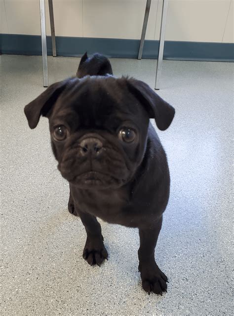 #BaxterThePug • Grow with me