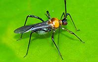 Pheromone Chemicals | Helopeltis theivora