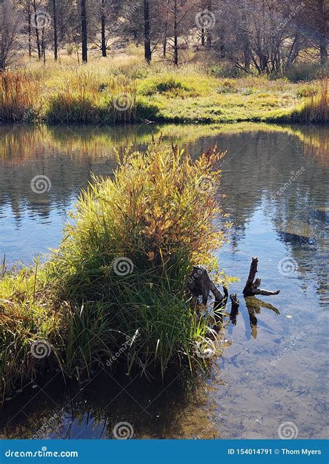 Peaceful river in the park stock image. Image of banks - 154014791