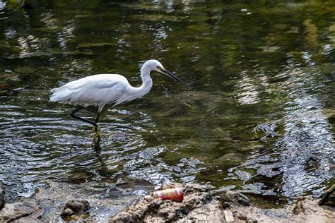 Fish Hunting 的图像结果