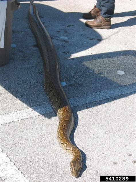 Pythonidae Types 的图像结果