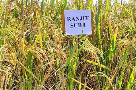 Welcome To RCSKB,Assam