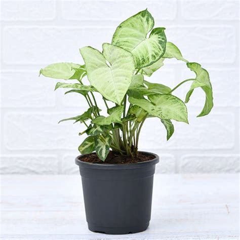 Buy Syngonium Plants online from Nurserylive at lowest price.