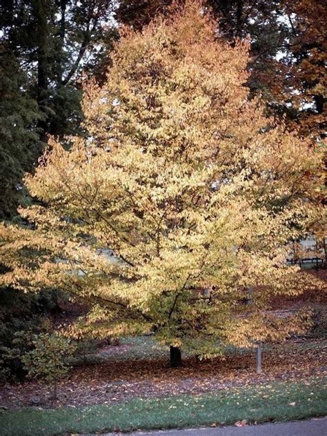Carpinus caroliniana subsp. virginiana - American hornbeam, musclewood ...