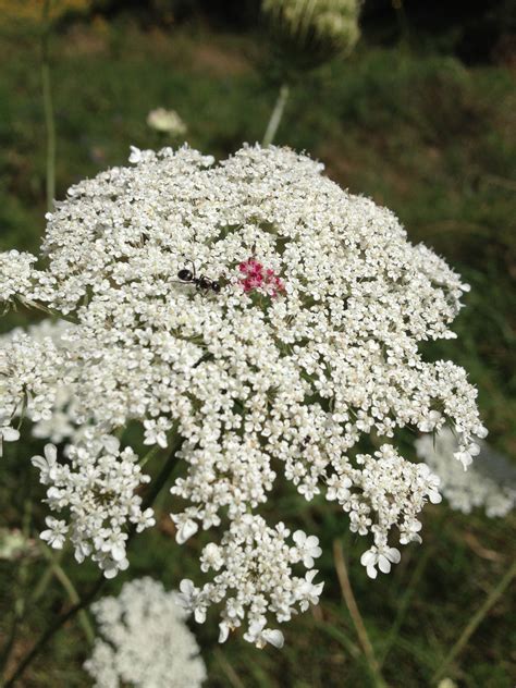 How Poisonous Is Queen Anne's Lace at Dennis Marquis blog