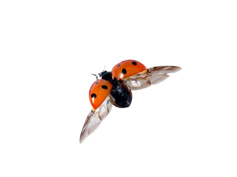Lady Bug Flying