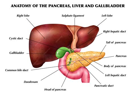 Liver And Gallbladder Diagram