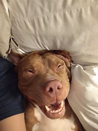 Image result for Puppies Sleeping in Your Bed