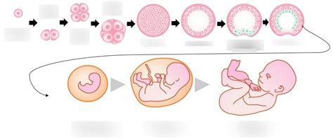Image result for Embryonic Development Crash Course