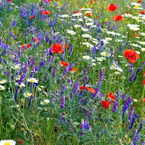 Amazon.com : Partial Shade Wildflower Seeds -1 oz, Open-Pollinated ...