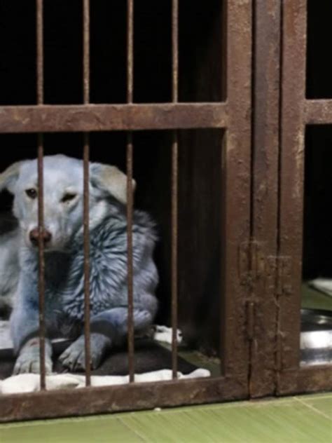 Blue dogs spotted in Russia | Pack of stray dogs with bright blue fur ...