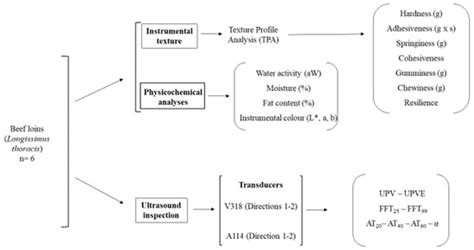 Acoustic Characterization Study of Beef Loins Using Ultrasonic Transducers