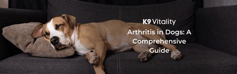Arthritis in Dogs – K9 Vitality