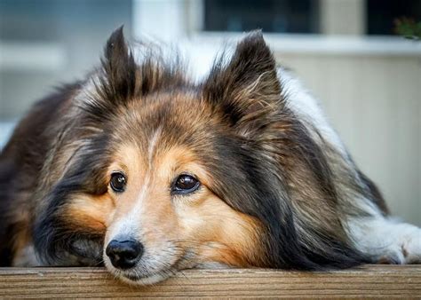 Image result for Dogs Insects