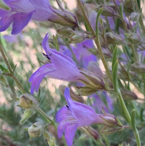 Penstemon linarioides subsp. coloradoensis 'P014S' SILVERTON ...