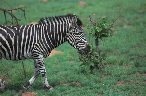 Definitive Guide To Burchell's Zebra Facts, Habitat, Conservation Status, Zoo Populations ...