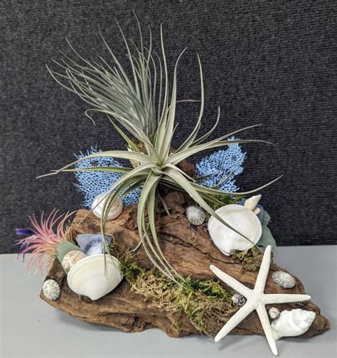 Driftwood & Airplant Arrangement, The Artistic Flip Flop, Venice, 16 ...