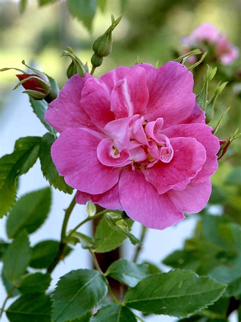 What Roses Are Low Maintenance at Emily Claire blog