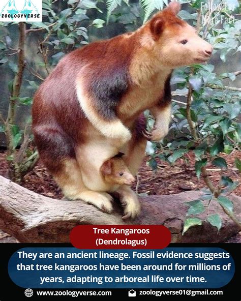 Image result for Kangaroo Evolution Tree