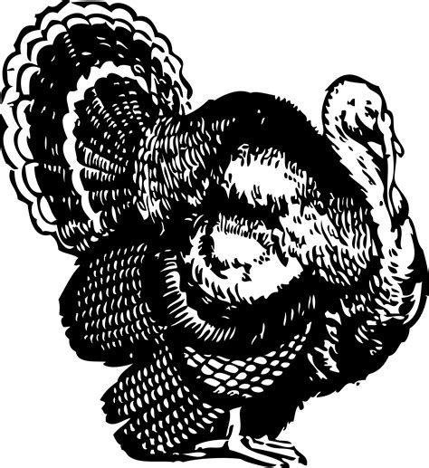 turkey clip art black and white - Clip Art Library