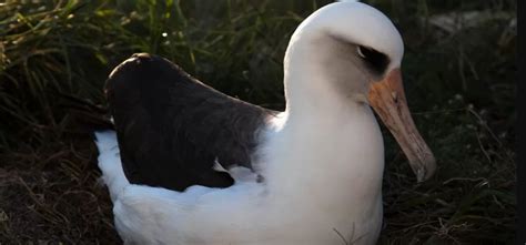 World's Oldest Bird Spotted ये है दुनिया का सबसे बूढ़ा पक्षी, 1956 में ...