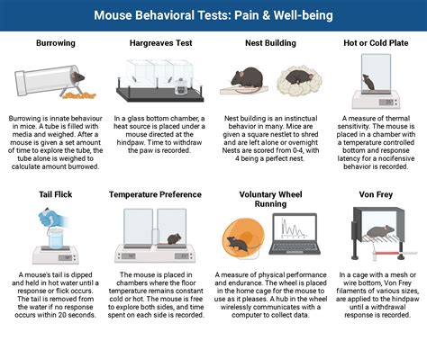 Image result for Mouse Bot Test Subject