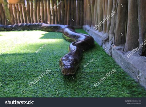 Reticulated Python 的图像结果
