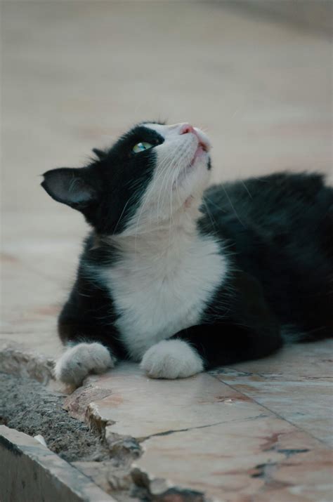 Free Images : carnivore, human body, whiskers, grey, felidae, window ...