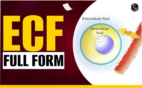 ECF Full Form, Importance, Components, Regulation Of Electrolytes