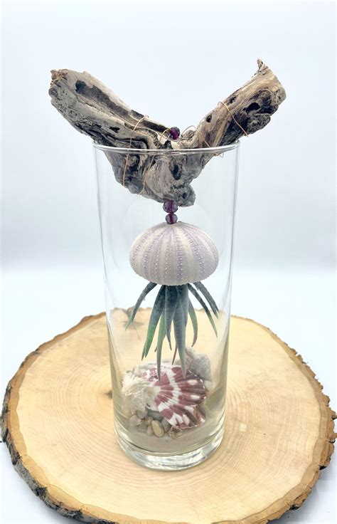 +seahell 的图像结果