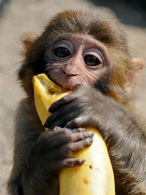 Monkeys banned from eating bananas at Devon zoo | Monkey pictures ...