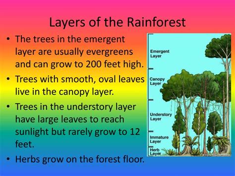 Rainforest Environment 的图像结果