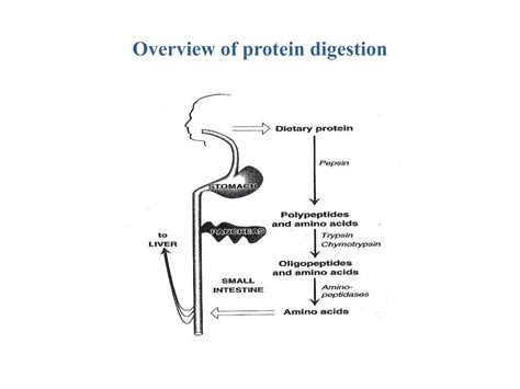 Non-Ruminant Animal Digestive System 的图像结果