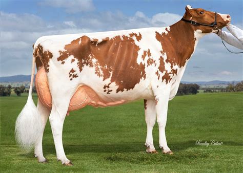 Friesian Rojo Holstein Cows, Dairy Cattle, Dairy Cows, Friesian ...