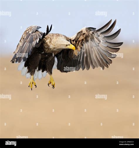 Can Eagles Fly When Wet at Beulah Insley blog