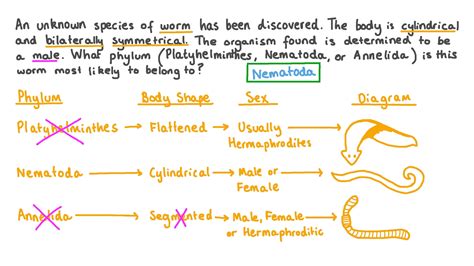 Examples Of Nematoda