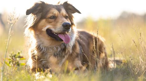 Dog Hives: What They Are and How To Treat Them | PetMD