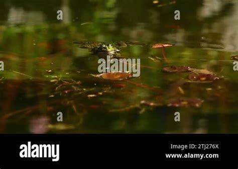 Image result for Frog Shouting Help