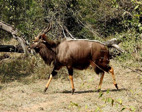 MKHAYA ENDANGERED SPECIES (2026) All You Need to Know BEFORE You Go ...