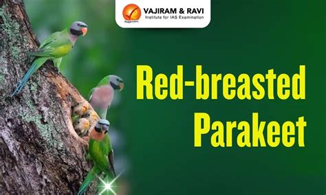 Red-breasted Parakeet, Distribution, Habitat, Features, News