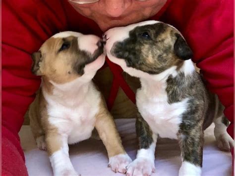 Miniatur Bullterrier Welpen VDH GBF in Marklkofen | Tiere | Kleinanzeigen