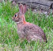 Image result for The Wild Rabbit Chipping Norton