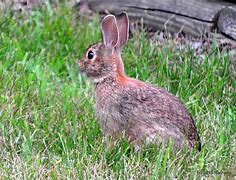 Image result for Wild Rabbit Nest in Yard