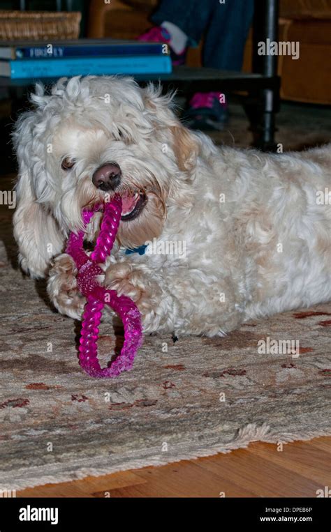 Image result for Toy Cockapoo Adult