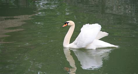 Free Images : nature, wing, wildlife, beak, fauna, swan, spain ...
